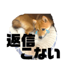 豆柴うみ 恋するスタンプー（個別スタンプ：1）