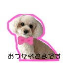 ぷりぷり(トイプードル)（個別スタンプ：8）
