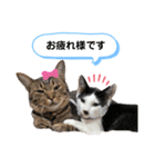 野良猫もみな、家族だよ（個別スタンプ：1）