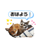 野良猫もみな、家族だよ（個別スタンプ：3）