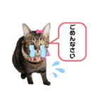 野良猫もみな、家族だよ（個別スタンプ：4）