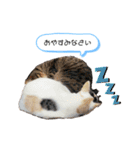 野良猫もみな、家族だよ（個別スタンプ：6）