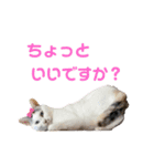 野良猫もみな、家族だよ（個別スタンプ：7）