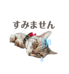 野良猫もみな、家族だよ（個別スタンプ：8）