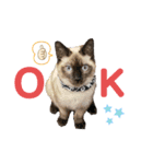 野良猫もみな、家族だよ（個別スタンプ：9）