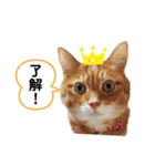 野良猫もみな、家族だよ（個別スタンプ：10）