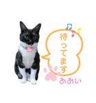 野良猫もみな、家族だよ（個別スタンプ：11）