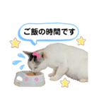 野良猫もみな、家族だよ（個別スタンプ：12）
