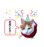 野良猫もみな、家族だよ（個別スタンプ：14）