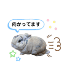 野良猫もみな、家族だよ（個別スタンプ：15）