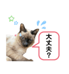 野良猫もみな、家族だよ（個別スタンプ：16）