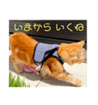 ねこたちの物語2（個別スタンプ：1）