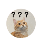 ねこたちの物語2（個別スタンプ：2）