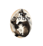 ねこたちの物語2（個別スタンプ：3）