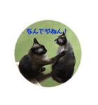 ねこたちの物語2（個別スタンプ：4）
