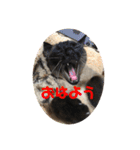 ねこたちの物語2（個別スタンプ：5）