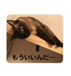 ねこたちの物語2（個別スタンプ：6）