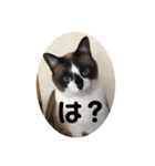 ねこたちの物語2（個別スタンプ：8）