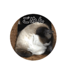 ねこたちの物語2（個別スタンプ：9）