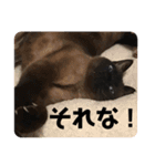 ねこたちの物語2（個別スタンプ：11）