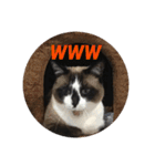 ねこたちの物語2（個別スタンプ：12）