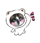 ねこたちの物語2（個別スタンプ：13）