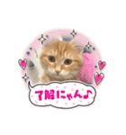 ねこたちの物語2（個別スタンプ：15）