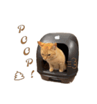 Sirius Brown 2（個別スタンプ：11）