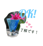 英語と日本語と薔薇と緑と（個別スタンプ：3）