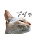 笹かま猫（個別スタンプ：1）