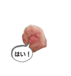 笹かま猫（個別スタンプ：2）