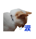 笹かま猫（個別スタンプ：3）