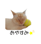 笹かま猫（個別スタンプ：5）