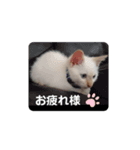 笹かま猫（個別スタンプ：6）