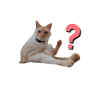 笹かま猫（個別スタンプ：7）