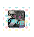 うちのチンチラさん（個別スタンプ：4）
