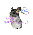 うちのチンチラさん（個別スタンプ：8）