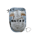 うちのチンチラさん（個別スタンプ：9）
