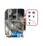 うちのチンチラさん（個別スタンプ：11）