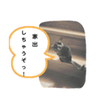 うちのチンチラさん（個別スタンプ：14）