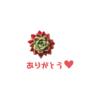 多肉であいさつ（個別スタンプ：1）
