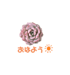 多肉であいさつ（個別スタンプ：2）