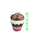多肉であいさつ（個別スタンプ：6）