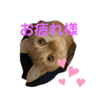 パパとぺぺ（個別スタンプ：1）