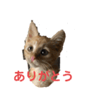 パパとぺぺ（個別スタンプ：5）