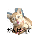 パパとぺぺ（個別スタンプ：6）