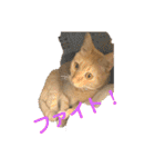 パパとぺぺ（個別スタンプ：8）