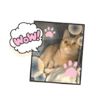 パパとぺぺ（個別スタンプ：16）