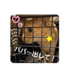 パパとぺぺ（個別スタンプ：25）