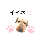 ウェルシュテリア♡ジェリーさんの1日(11)（個別スタンプ：11）